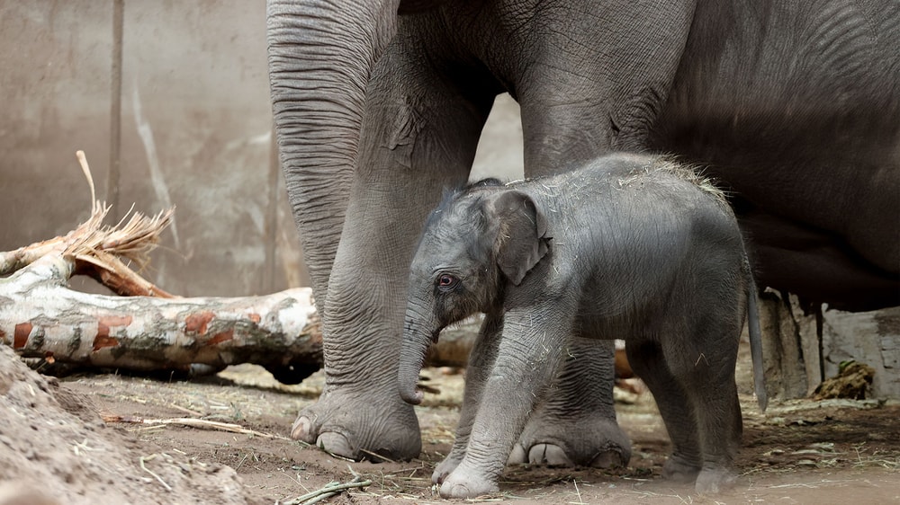 København ZOO