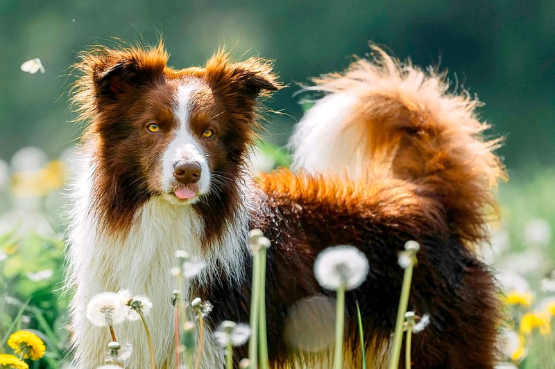 Activepet.dk